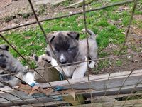 Akita Inu Puppies for sale in Leslie, Michigan. price: NA