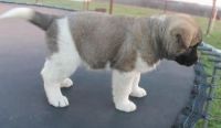 Akita Inu Puppies for sale in Huntington Beach, CA, USA. price: $400