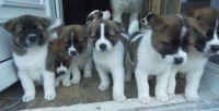 Akita Inu Puppies for sale in California St, San Francisco, CA, USA. price: $550