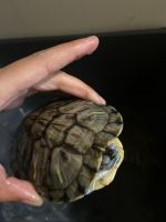 Alabama red-bellied turtle Reptiles Photos