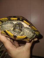 Alabama red-bellied turtle Reptiles Photos