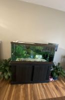 Alabama Waterdog Amphibians for sale in West Columbia, SC 29169, USA. price: $800
