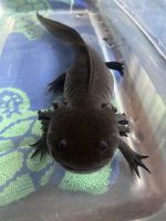 Alabama Waterdog Amphibians Photos