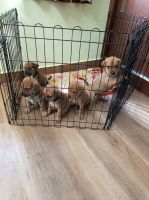 Alangu Mastiff Puppies Photos
