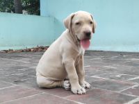 Alangu Mastiff Puppies for sale in Chennai, Tamil Nadu, India. price: 50,000 INR