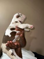Alapaha Blue Blood Bulldog Puppies for sale in Hamilton, New Jersey. price: NA