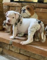 Alapaha Blue Blood Bulldog Puppies for sale in San Antonio, Texas. price: $400