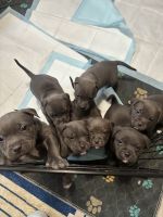 Alapaha Blue Blood Bulldog Puppies Photos