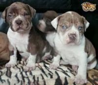 Alapaha Blue Blood Bulldog Puppies Photos