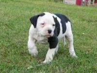 Alapaha Blue Blood Bulldog Puppies for sale in Columbus, MT 59019, USA. price: $350