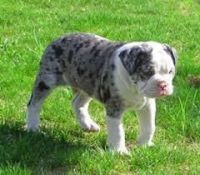 Alapaha Blue Blood Bulldog Puppies for sale in Arden, DE 19810, USA. price: $500