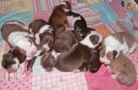 Alapaha Blue Blood Bulldog Puppies for sale in Miami, FL, USA. price: $550