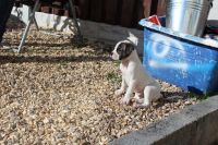 Alapaha Blue Blood Bulldog Puppies for sale in Seattle, WA, USA. price: $600