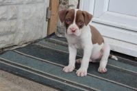 Alapaha Blue Blood Bulldog Puppies for sale in Seattle, WA, USA. price: $650