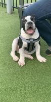 Alapaha Blue Blood Bulldog Puppies for sale in Greenville, SC, USA. price: $750