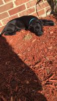 Alapaha Blue Blood Bulldog Puppies for sale in Elgin, IL, USA. price: $400
