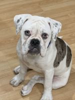 Alapaha Blue Blood Bulldog Puppies for sale in Aliso Viejo, CA, USA. price: $1,500