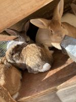 Alaskan Hare Rabbits for sale in 5041 Catherines Way, Brainerd, MN 56401, USA. price: $15