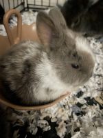Alaskan Hare Rabbits Photos