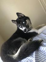 Alaskan Husky Puppies for sale in Fort Worth, TX, USA. price: $2,000