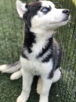 Alaskan Husky Puppies for sale in Chula Vista, CA, USA. price: $600