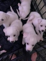 Alaskan Husky Puppies for sale in Jonesboro, GA, USA. price: $300