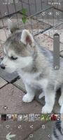 Alaskan Husky Puppies for sale in Denver, CO, USA. price: $450