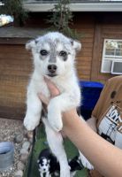 Alaskan Husky Puppies for sale in Dixon, CA 95620, USA. price: $100