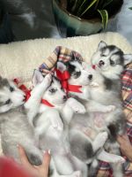 Alaskan Husky Puppies for sale in San Antonio, TX 78229, USA. price: $500