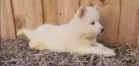 Alaskan Husky Puppies Photos