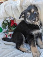 Alaskan Husky Puppies for sale in Phoenix, AZ 85019, USA. price: $700
