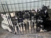 Alaskan Husky Puppies for sale in Oshkosh, Wisconsin. price: $750