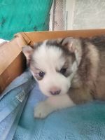 Alaskan Husky Puppies for sale in Scottsville, Virginia. price: $350