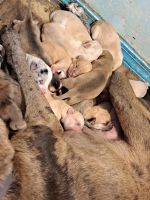 Alaskan Husky Puppies for sale in Keizer, OR, USA. price: $26,000