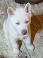 Alaskan Husky Puppies for sale in Albion, MI 49224, USA. price: $450