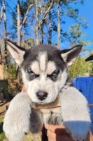 Alaskan Husky Puppies Photos