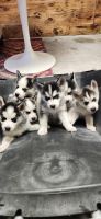 Alaskan Husky Puppies for sale in Miami, Florida. price: $1,000