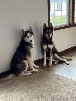 Alaskan Husky Puppies for sale in Caledonia, Michigan. price: $100