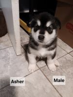 Alaskan Husky Puppies for sale in Nanticoke, Pennsylvania. price: $40,000