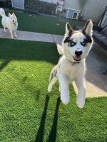 Alaskan Husky Puppies for sale in Los Angeles, California. price: $500