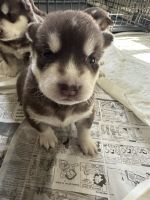 Alaskan Husky Puppies for sale in Lusby, Maryland. price: $800