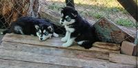 Alaskan Husky Puppies for sale in Phoenix, Arizona. price: $550