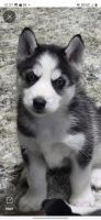 Alaskan Husky Puppies for sale in Huntsville, Alabama. price: $200