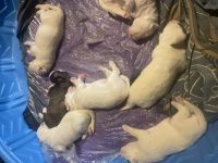 Alaskan Husky Puppies for sale in Burley, Idaho. price: $200