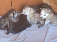 Alaskan Husky Puppies for sale in Denver, CO, USA. price: $45,000