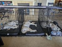 Alaskan Husky Puppies for sale in Stockton, California. price: NA