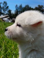Alaskan Husky Puppies for sale in Morgan Hill, California. price: $350