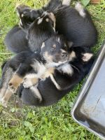Alaskan Husky Puppies for sale in suffolk, Virginia. price: $150