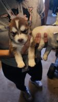 Alaskan Husky Puppies for sale in Brownsville, Texas. price: $200