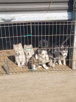 Alaskan Husky Puppies for sale in Denver, CO, USA. price: $450